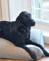 The Scotney Luxury Dog Bed - Medium